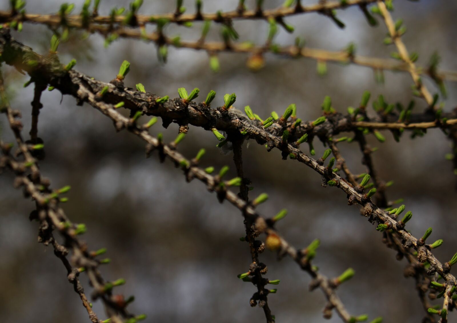 Canon EOS 1200D (EOS Rebel T5 / EOS Kiss X70 / EOS Hi) sample photo. Branch, background, ornament photography