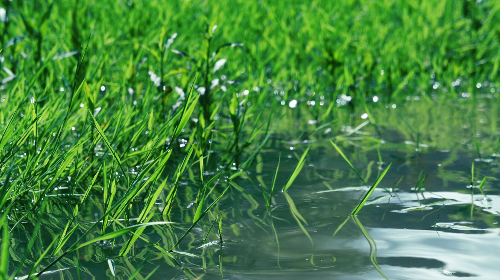 Sony Alpha NEX-3 + Sony E 18-55mm F3.5-5.6 OSS sample photo. Grass, water, nature photography