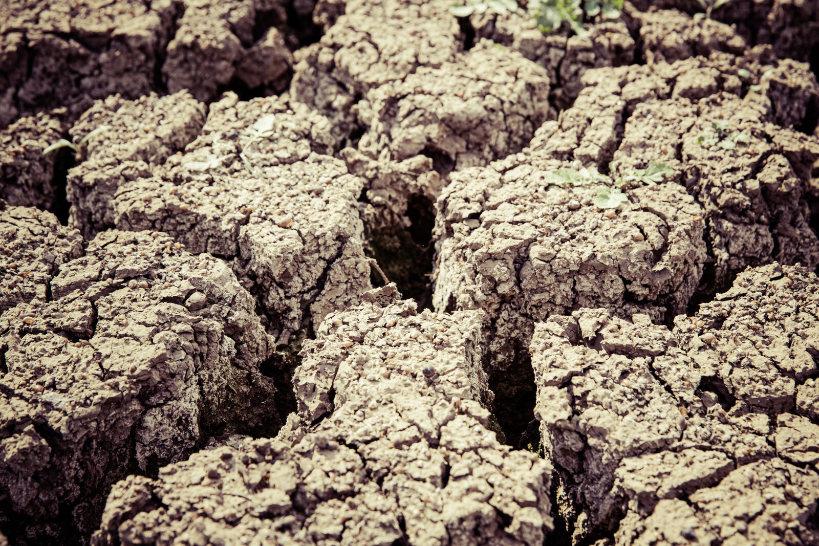 Canon EF 24-70mm F2.8L II USM sample photo. Dry, ground, barren, land photography