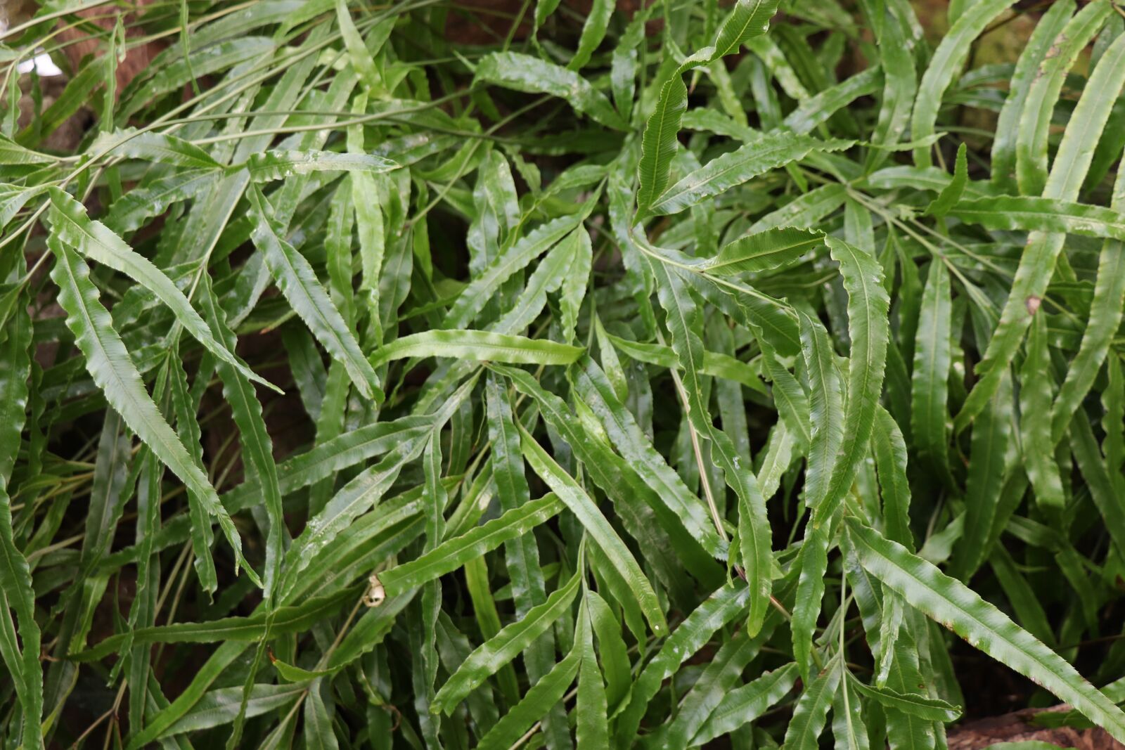 Canon EOS 77D (EOS 9000D / EOS 770D) sample photo. Greens, background, green photography