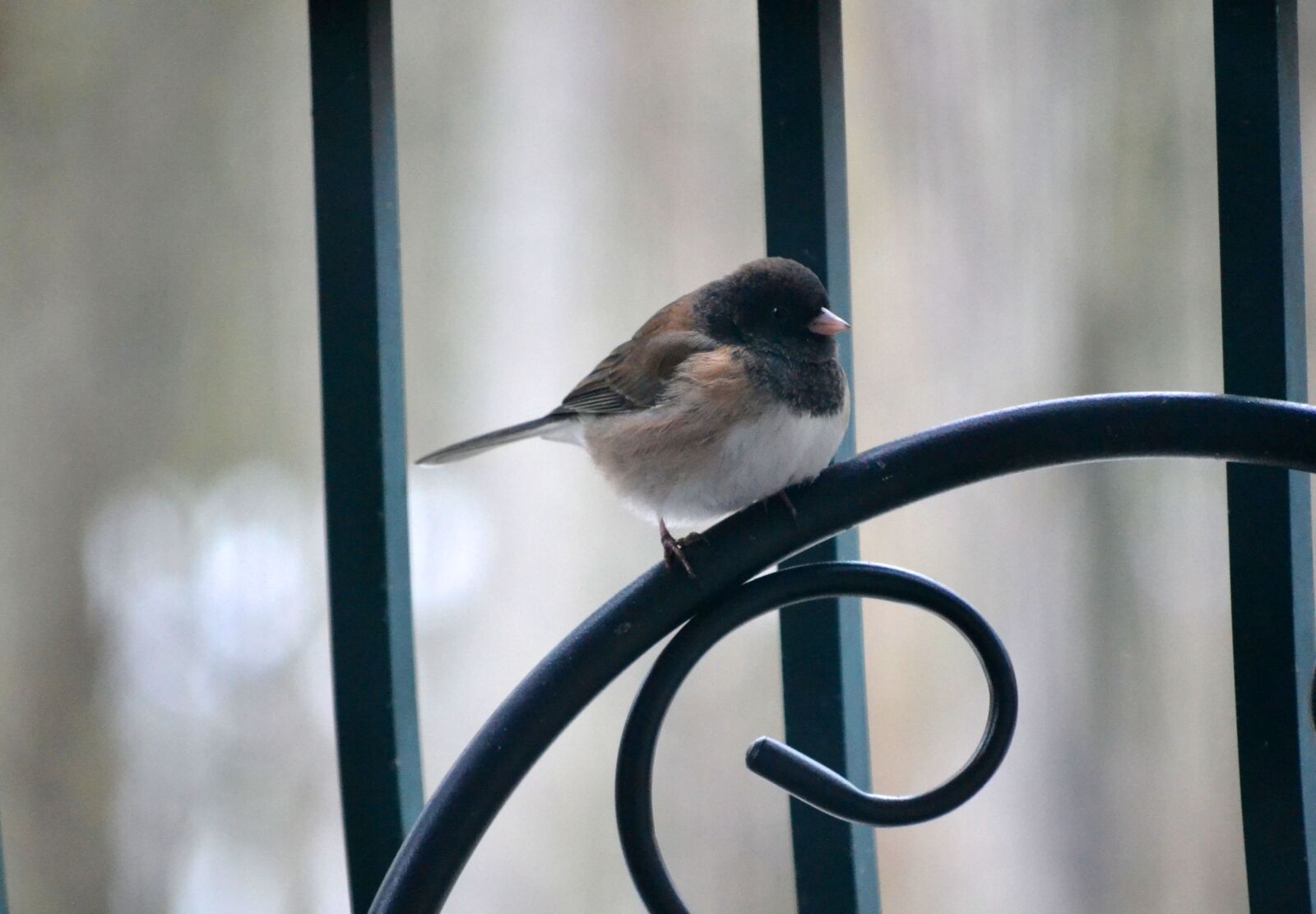 Nikon D3100 sample photo. Bird, feather, rail photography