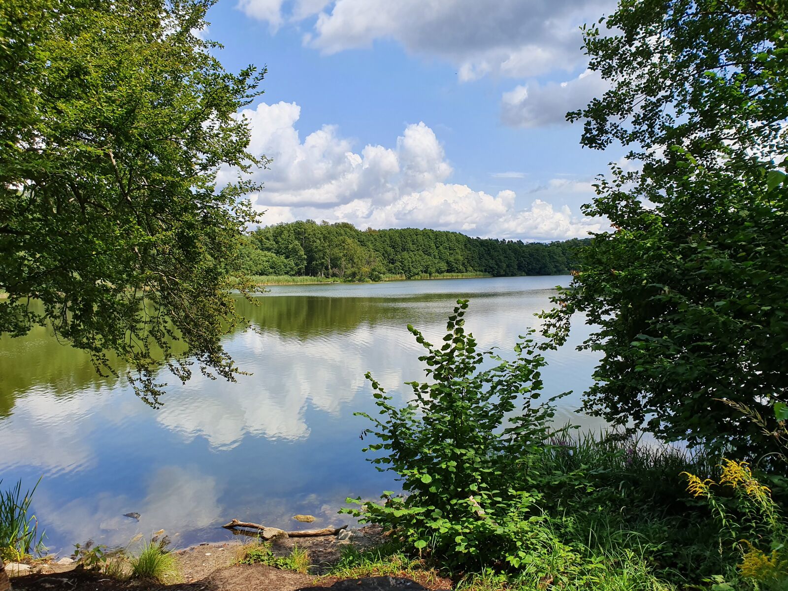Samsung Galaxy S10e sample photo. Chorin, amtssee chorin, nature photography
