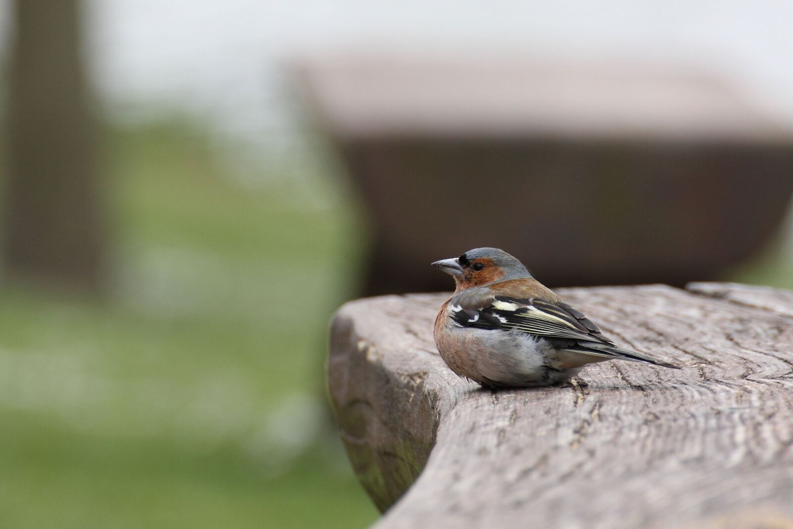 Canon EOS 50D sample photo. Chaffinch, bird, fink photography