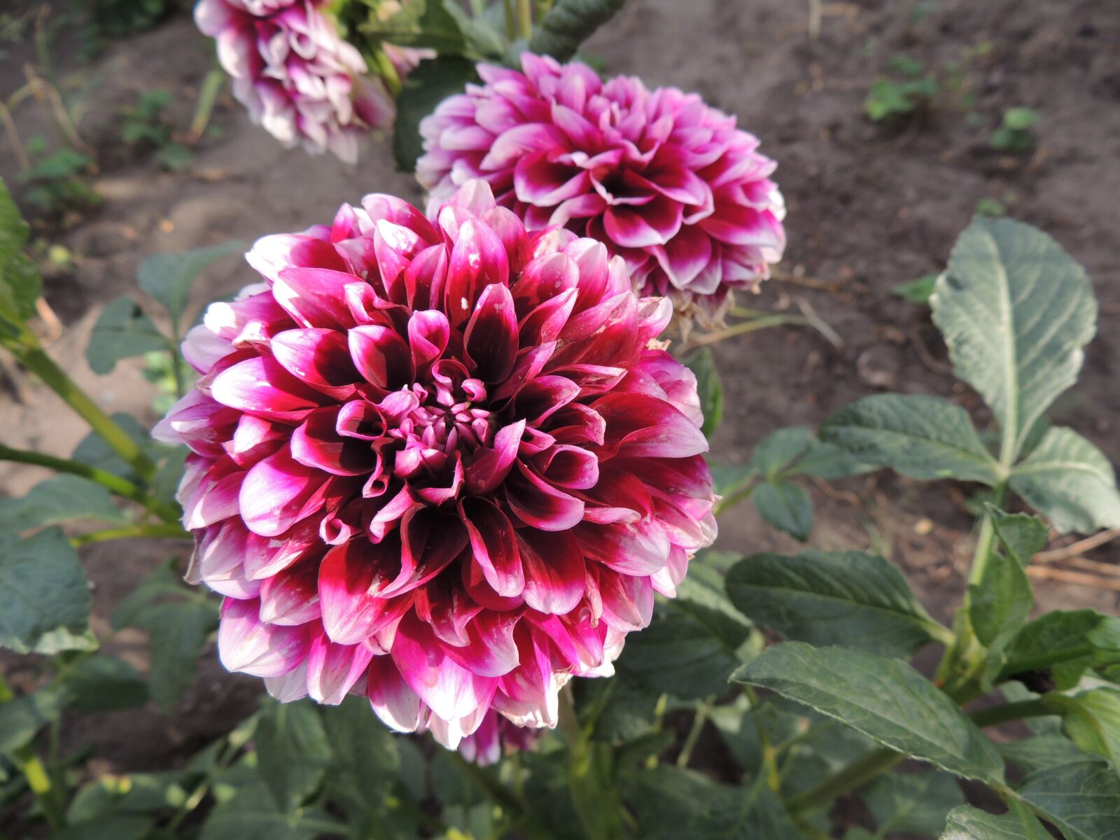 Nikon Coolpix P510 sample photo. Flower, garden, bloom photography