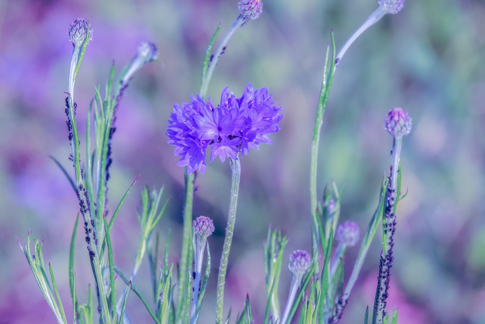 Fujifilm XF 55-200mm F3.5-4.8 R LM OIS sample photo. Cornflower, blooms, nature photography
