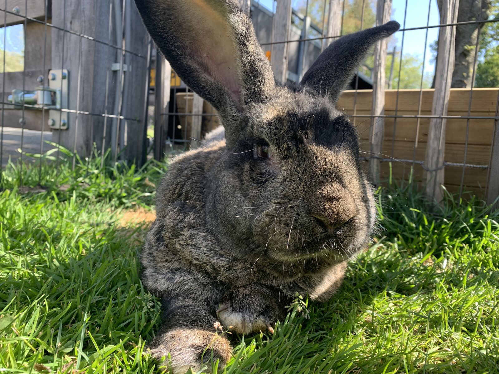 Apple iPhone XR sample photo. Flemish giant, rabbit, grass photography