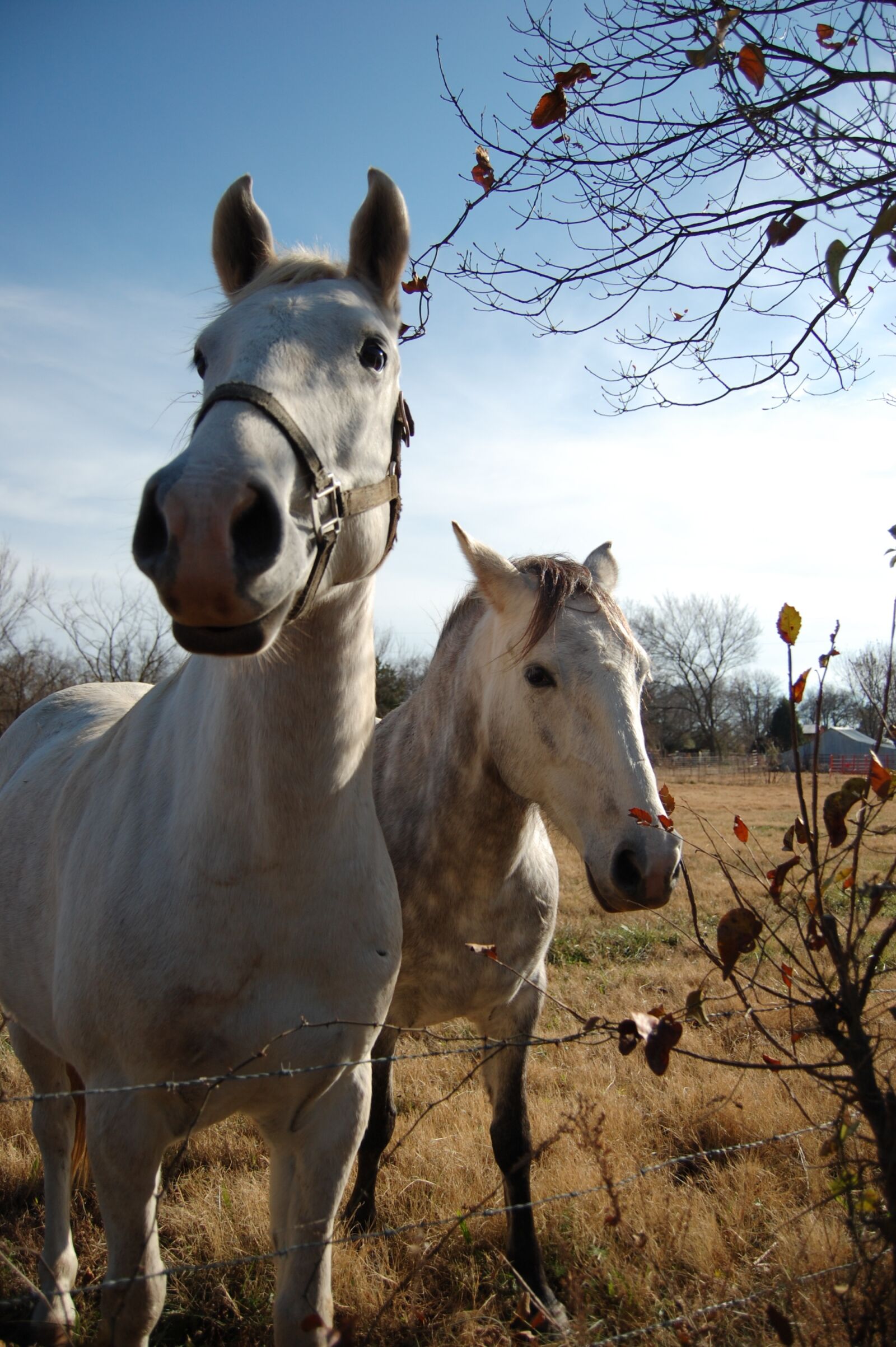 Nikon D40 sample photo. Horses, two, white photography