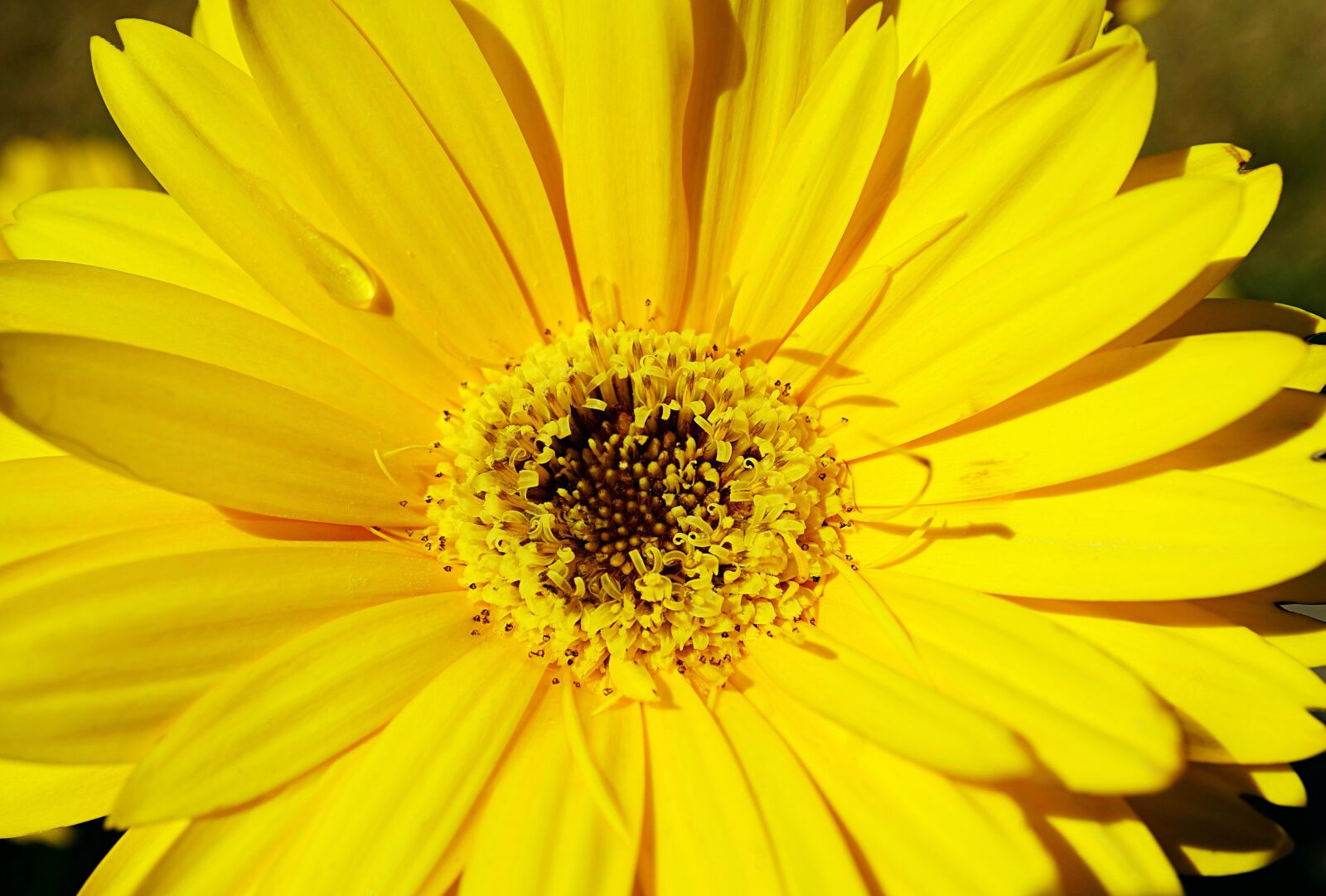 Sony a7 II + Sony E 30mm F3.5 Macro sample photo. Daisy, yellow, bloom photography