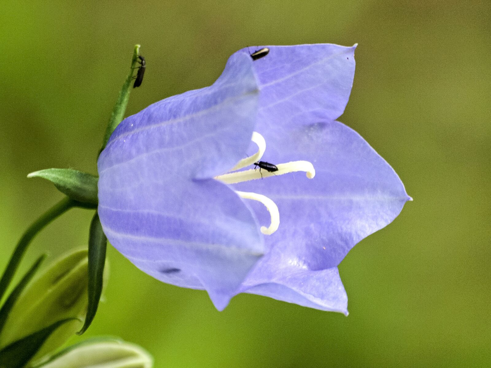 Olympus E-3 sample photo. Bellflower, flower, blossom photography