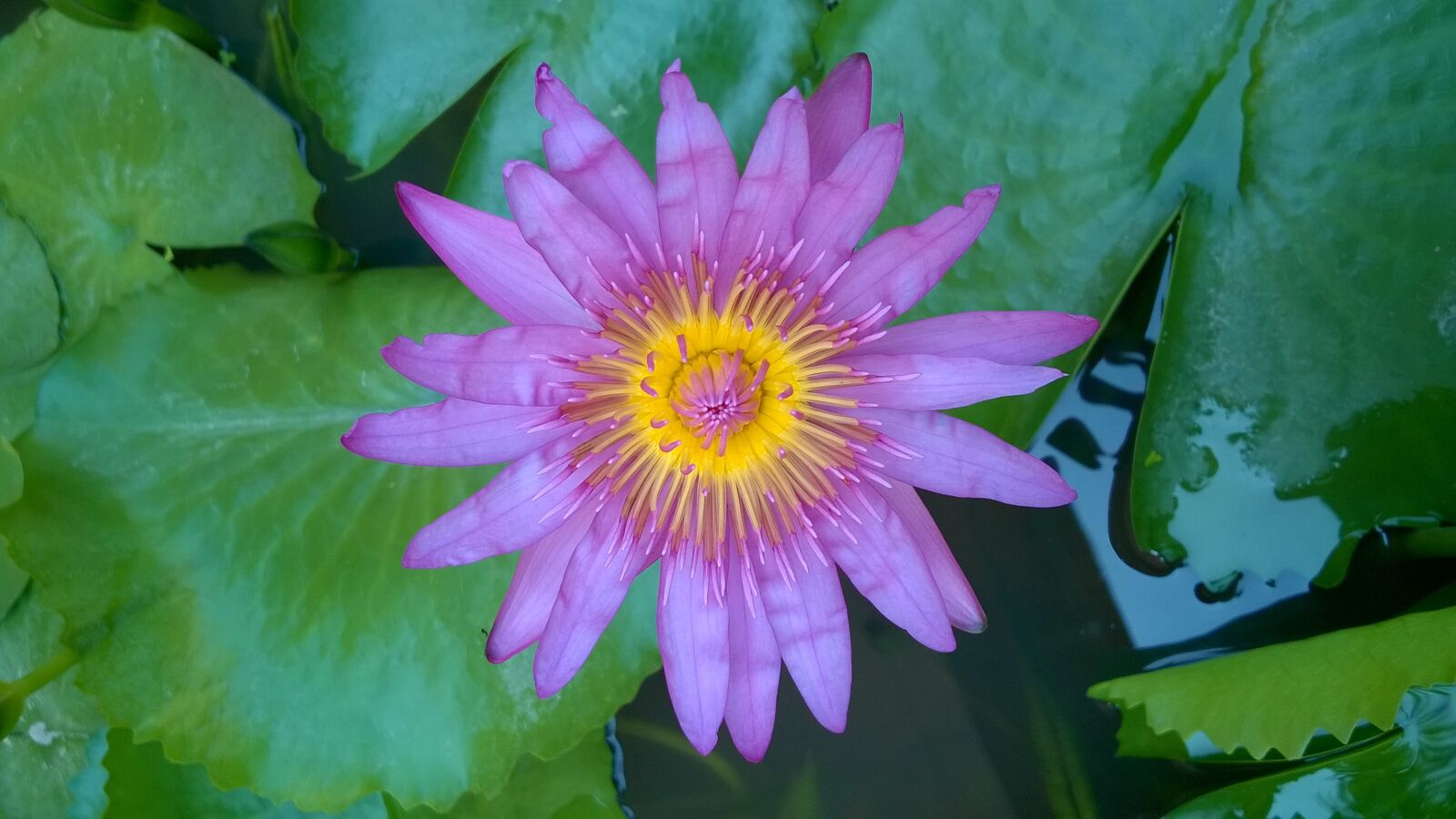 Nokia Lumia 730 Dual SIM sample photo. Lily, beautiful flowers, purple photography