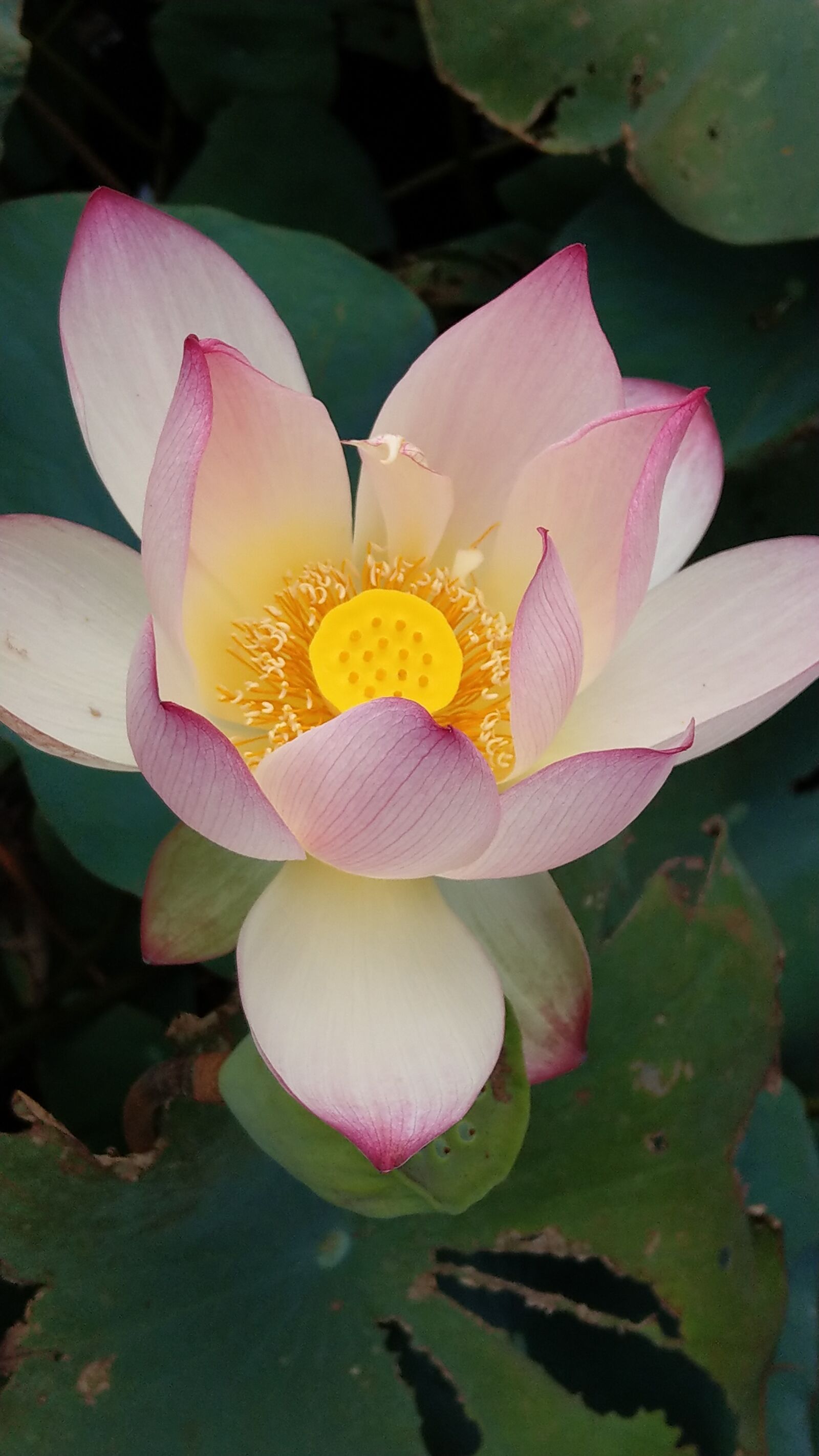 HTC U11 sample photo. Summer, lotus, lotus leaf photography