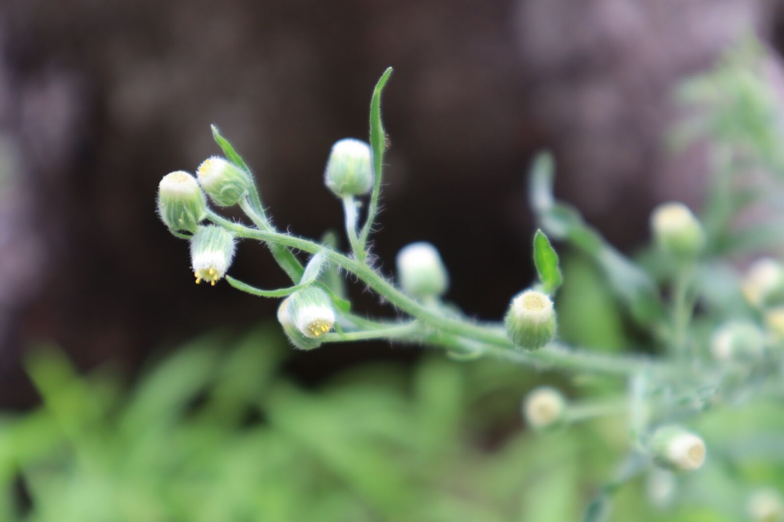 Canon EOS M50 (EOS Kiss M) sample photo. Plants, nature, hope photography