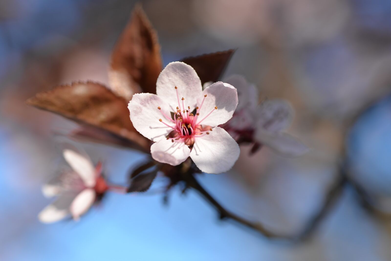 Nikon D610 sample photo. Spring, blossom, bloom photography