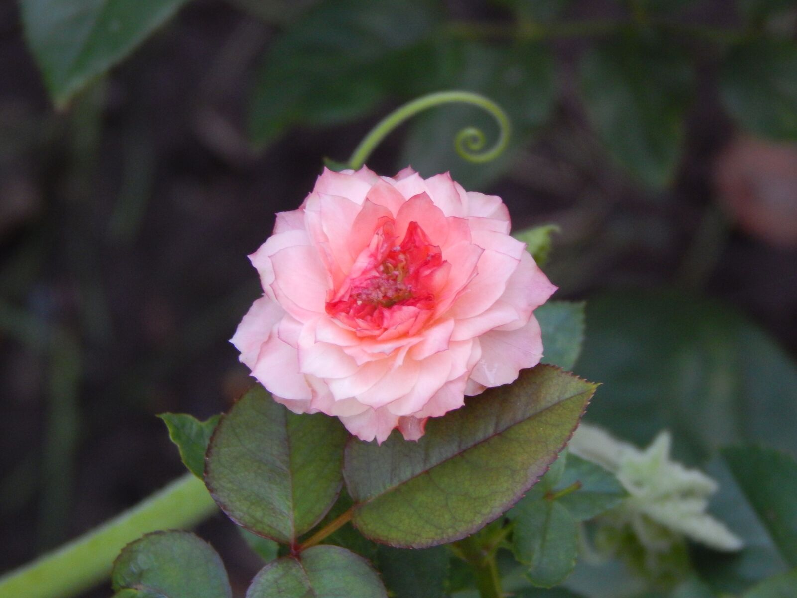 Nikon Coolpix L820 sample photo. Rosa, pink flower, pink photography