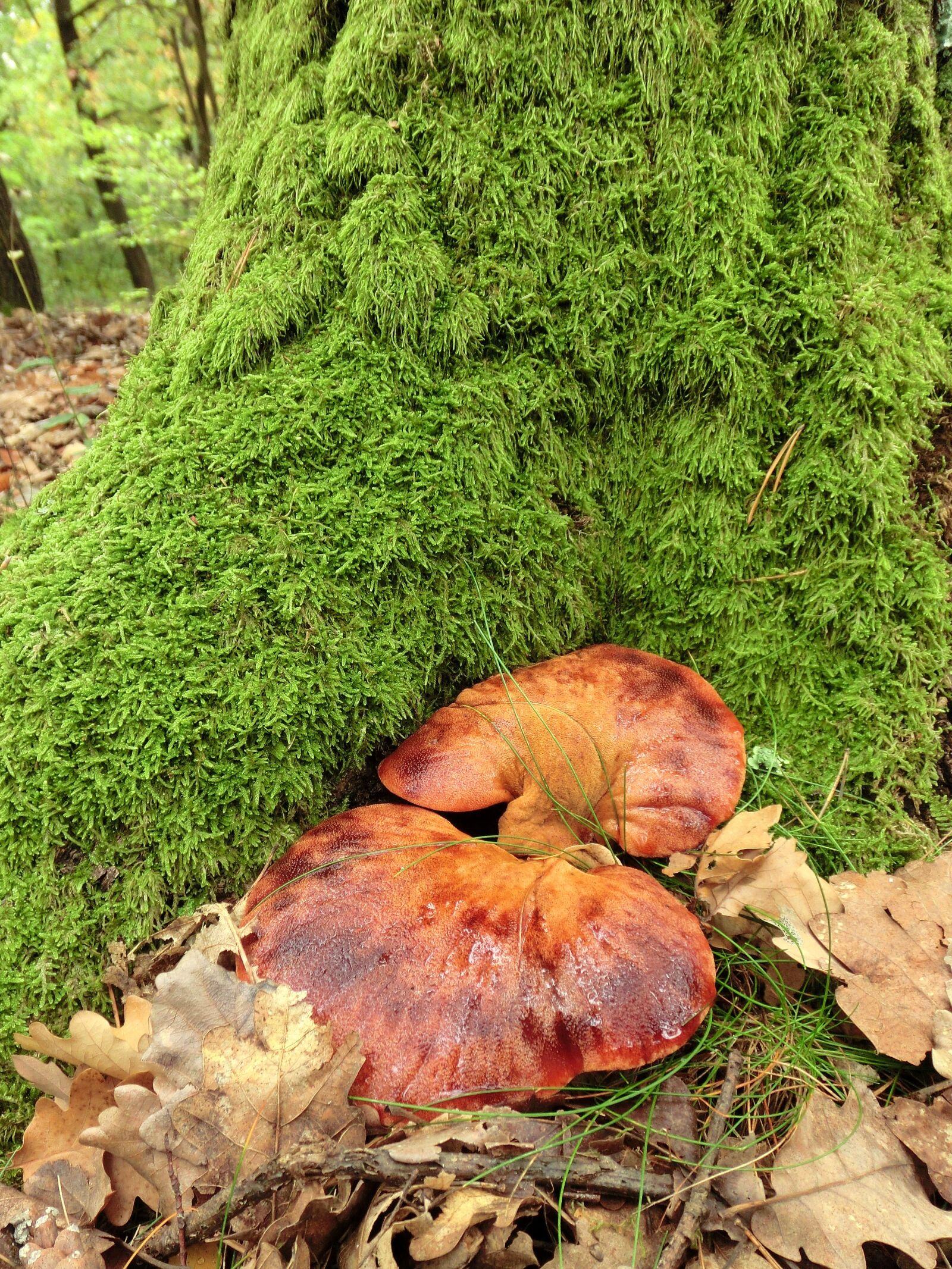 CASIO EX-ZR10 sample photo. Mushroom, moss, tree stump photography