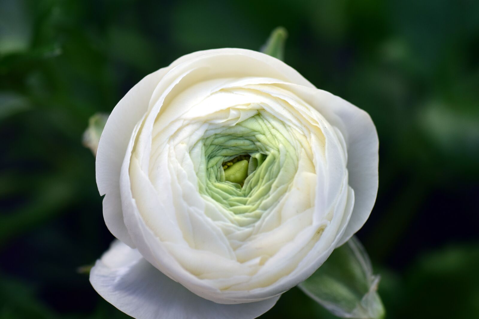 Nikon D3300 sample photo. Ranunculus, aisatischer buttercup, ranunculus photography