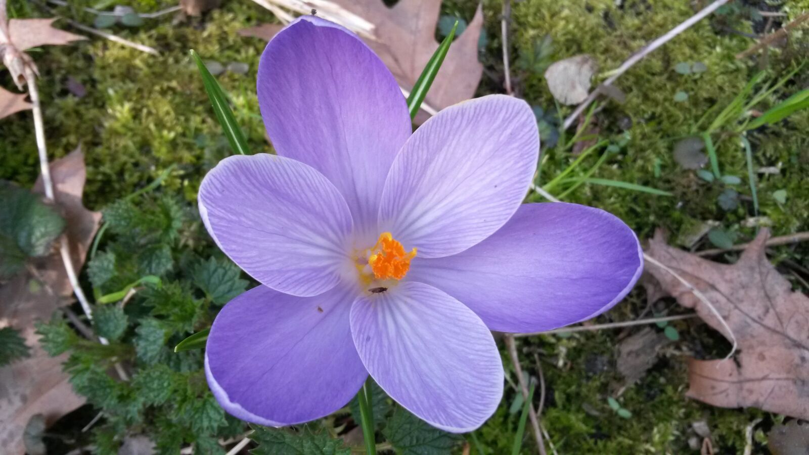 Samsung Galaxy S4 Mini sample photo. Nature, flower, plant photography