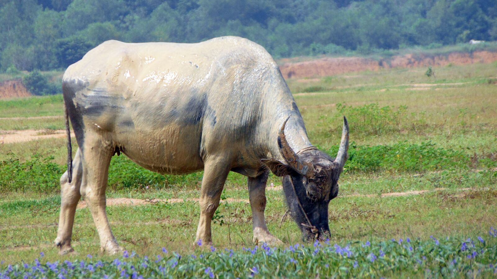 Sony Cyber-shot DSC-H300 sample photo. Buffalo, vietnam, beautiful fresh photography