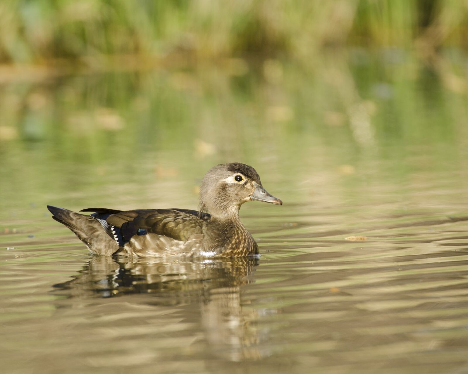 Nikon D7000 sample photo. Female, wood duck, waterfowl photography