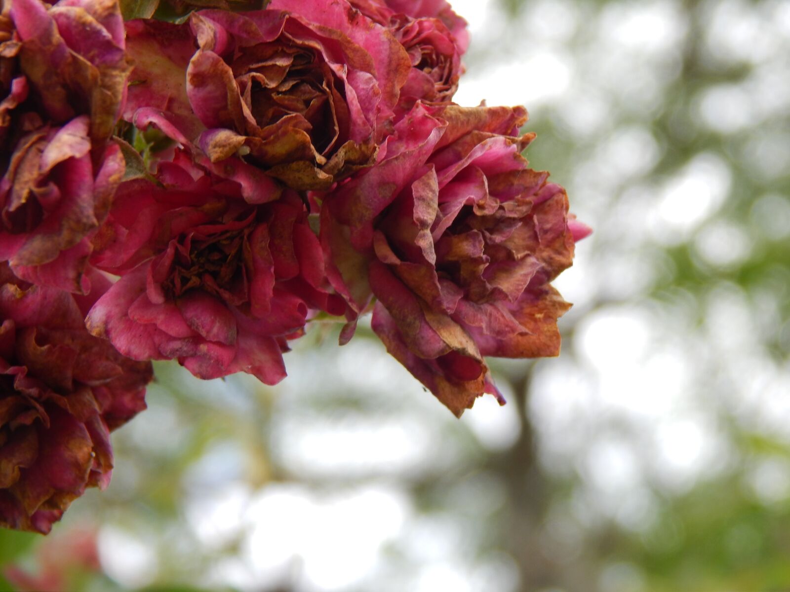 Nikon Coolpix L820 sample photo. Roses, roses old, time photography
