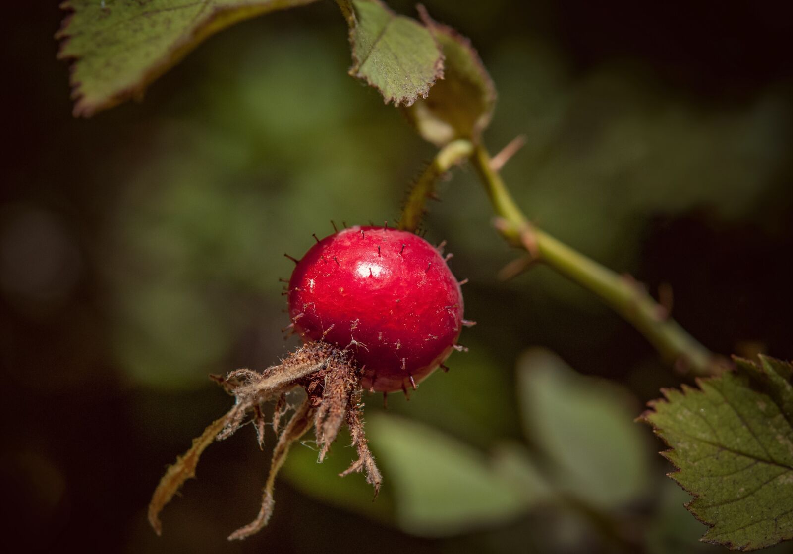 Nikon D300S sample photo. Rose hip, berry, nature photography