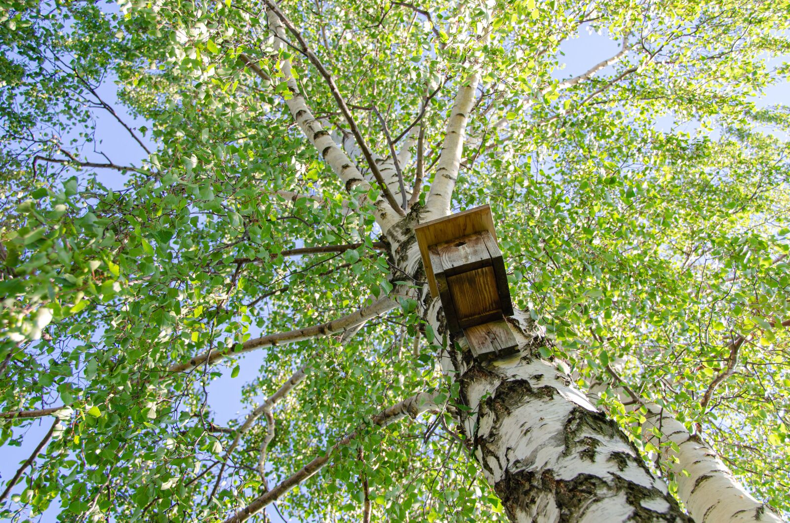 Nikon D7000 sample photo. Nesting box, tree, birch photography