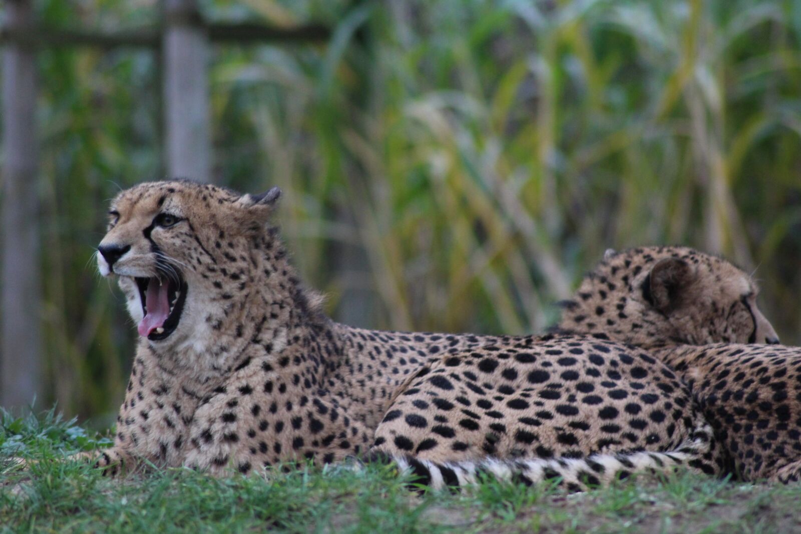 Canon EOS 700D (EOS Rebel T5i / EOS Kiss X7i) sample photo. Cheetah, zoo, predator photography