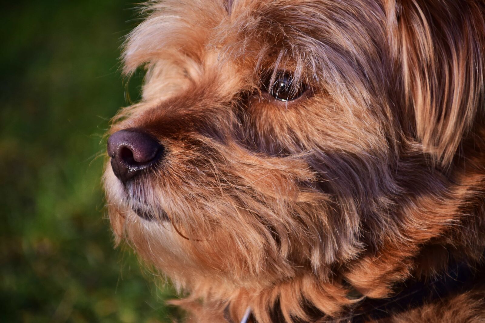 Nikon D3300 sample photo. Cute, animal, puppy, terrier photography