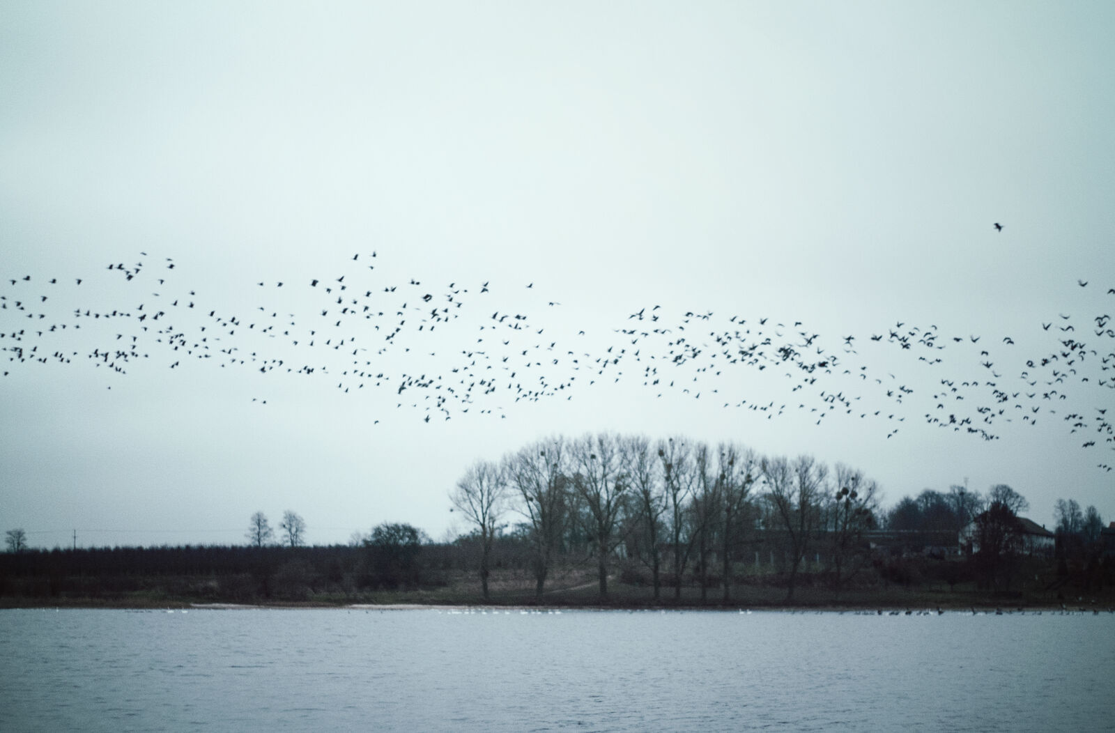 KONICA MINOLTA DYNAX 7D sample photo. Birds, lake, nature photography