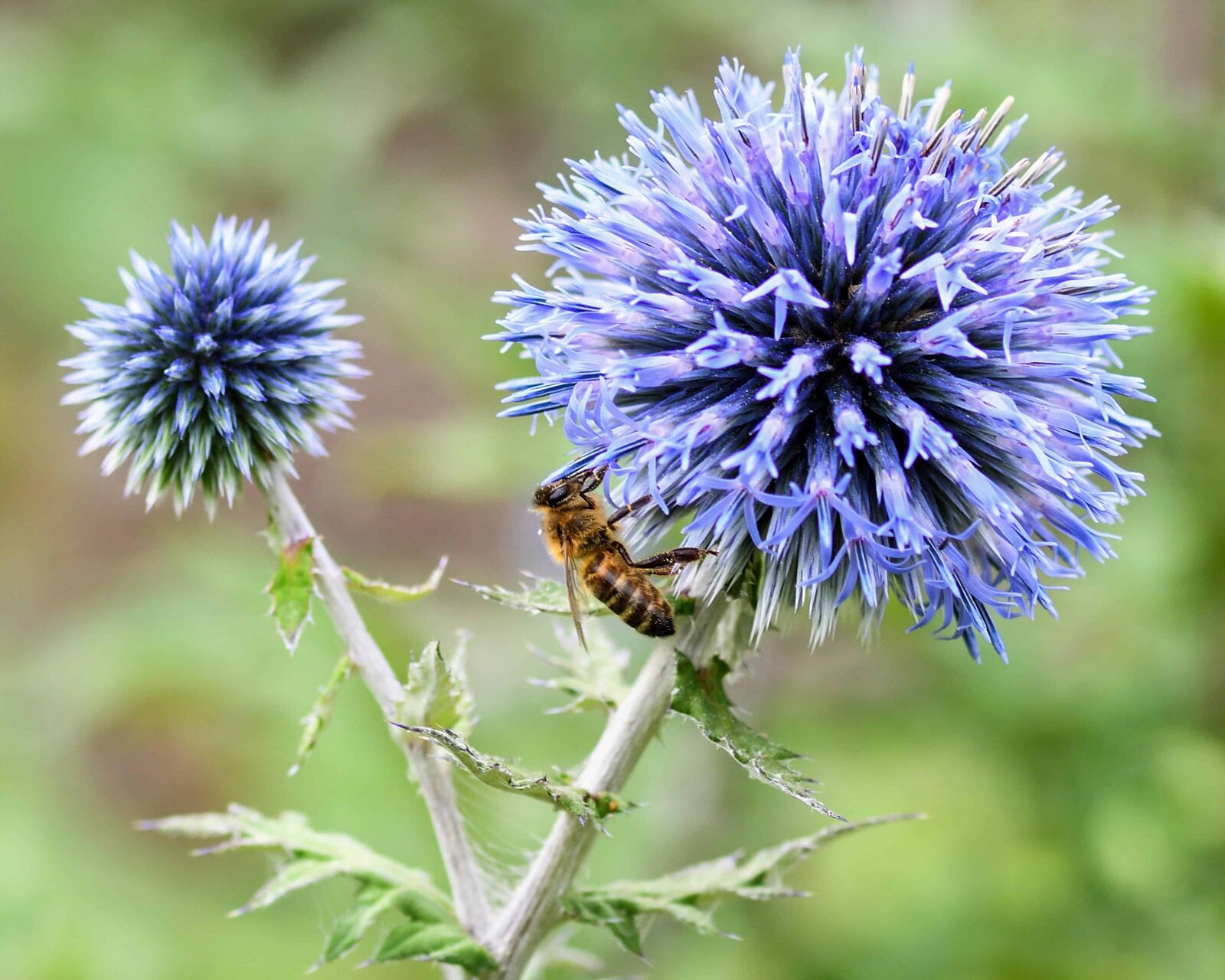 Nikon D500 sample photo. Bee, insect, flora, nature photography