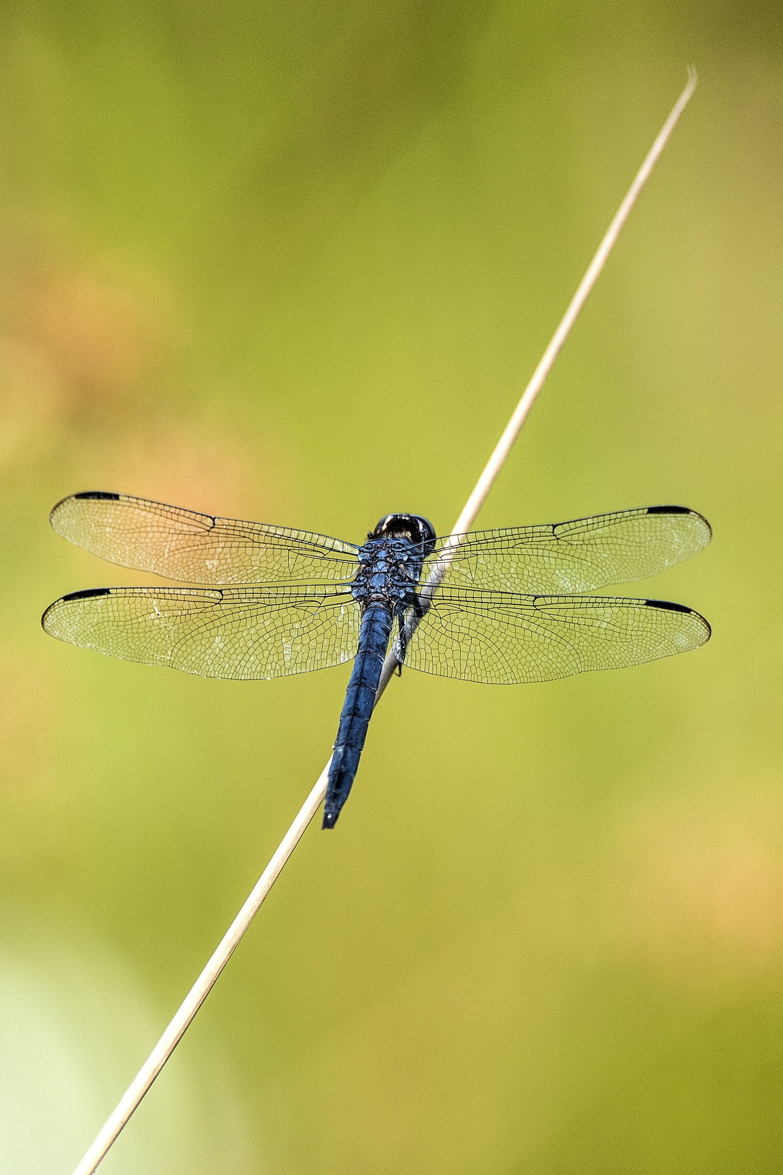 Nikon D810 sample photo. Dragonfly, animal, blue photography