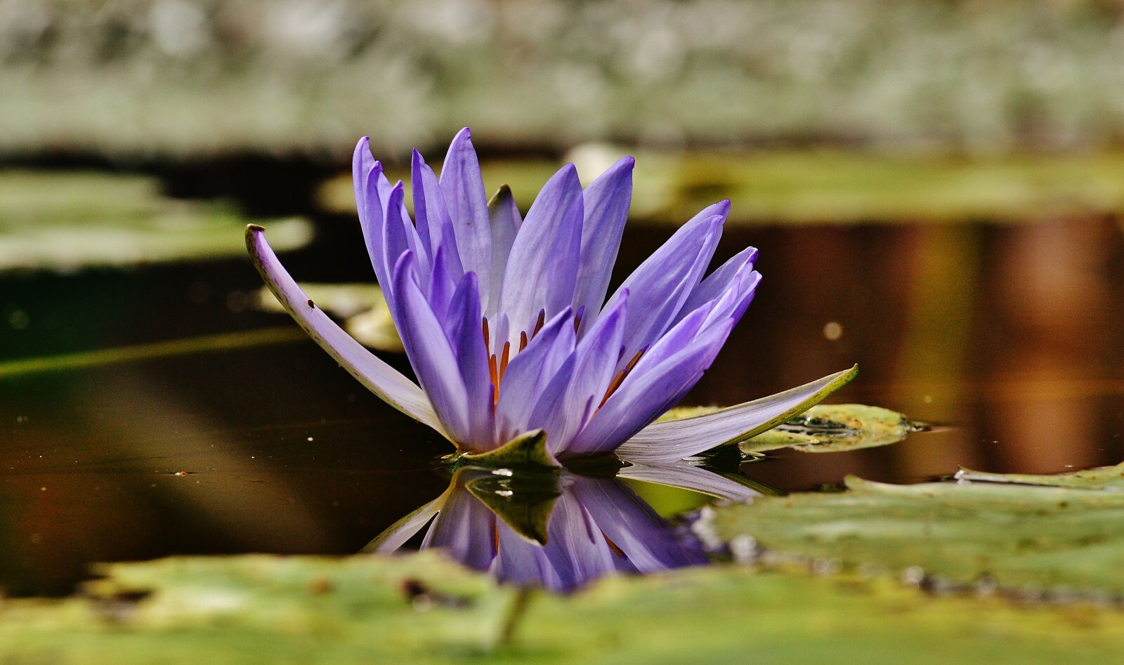 Nikon D3200 sample photo. Water lily, water, plant photography