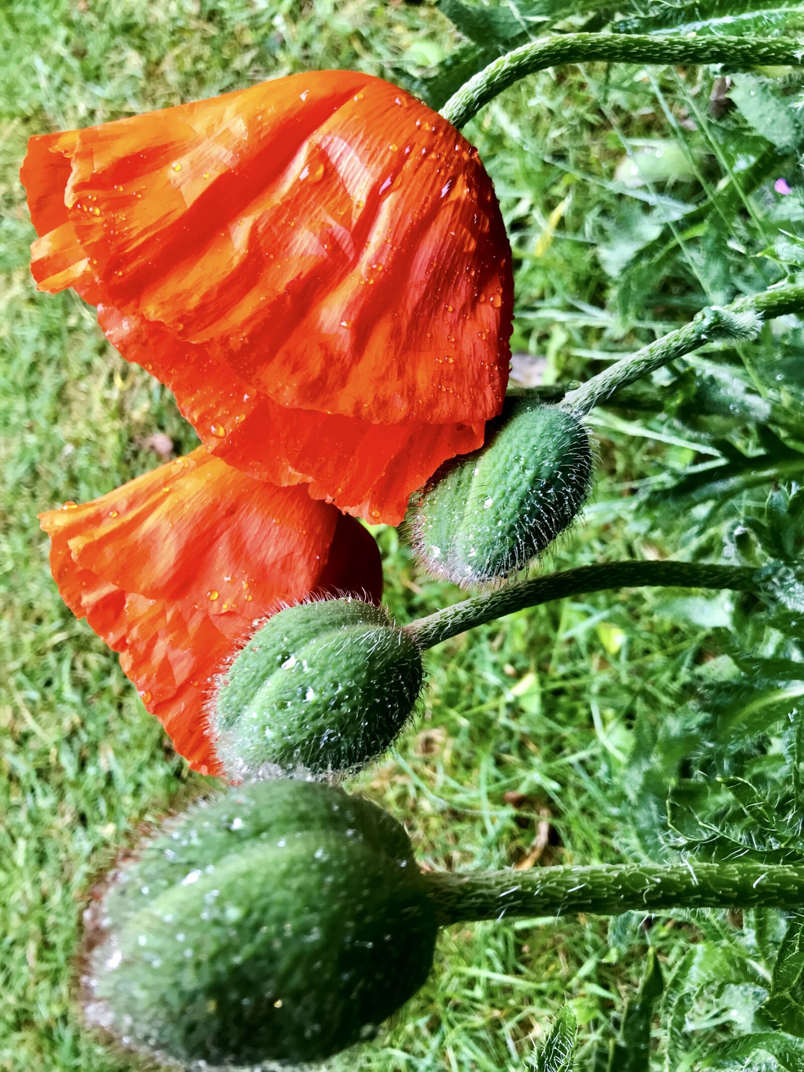 Apple iPhone 7 sample photo. Poppy flower, poppies, poppy photography