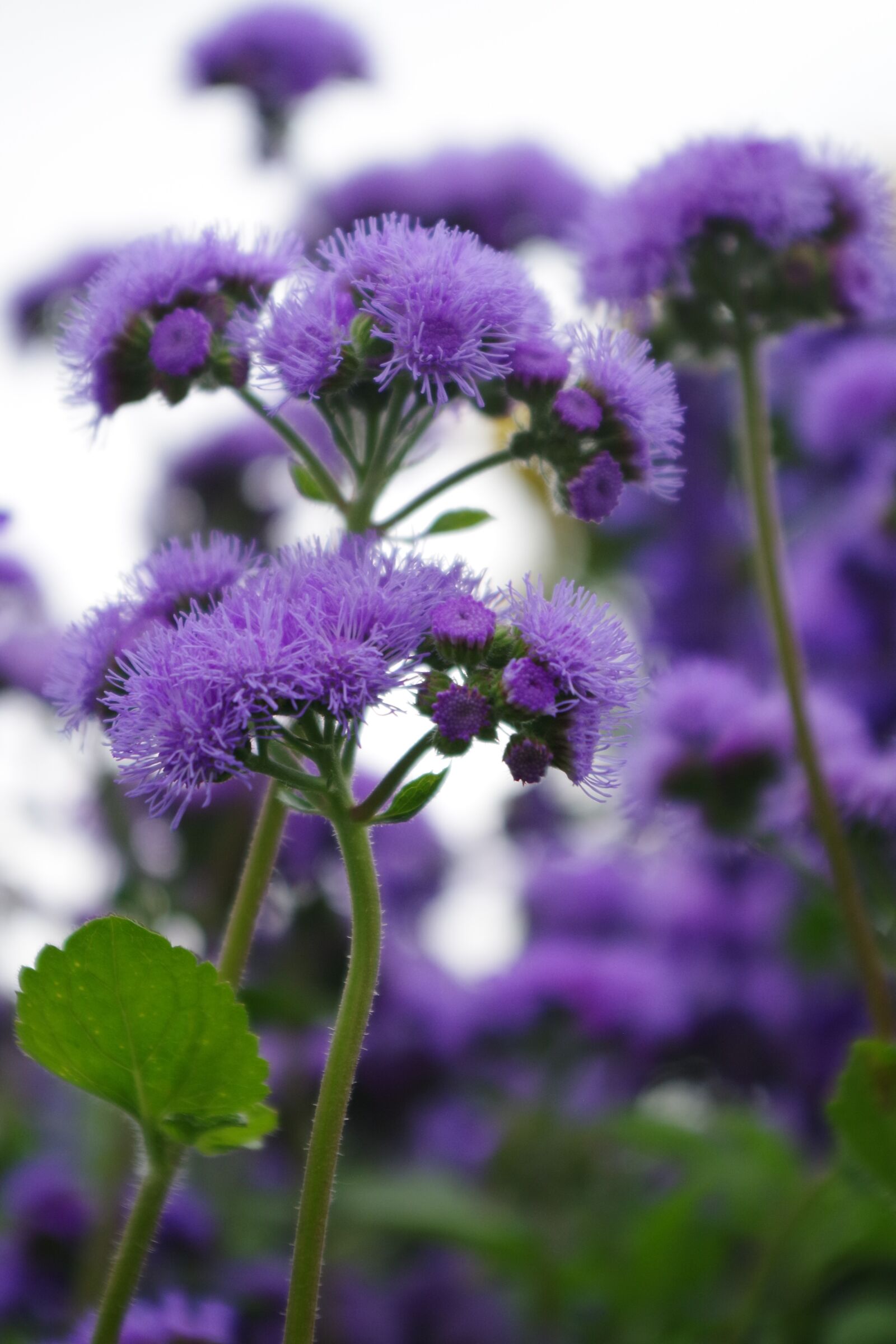 Pentax K-S2 sample photo. Plant, purple, garden photography
