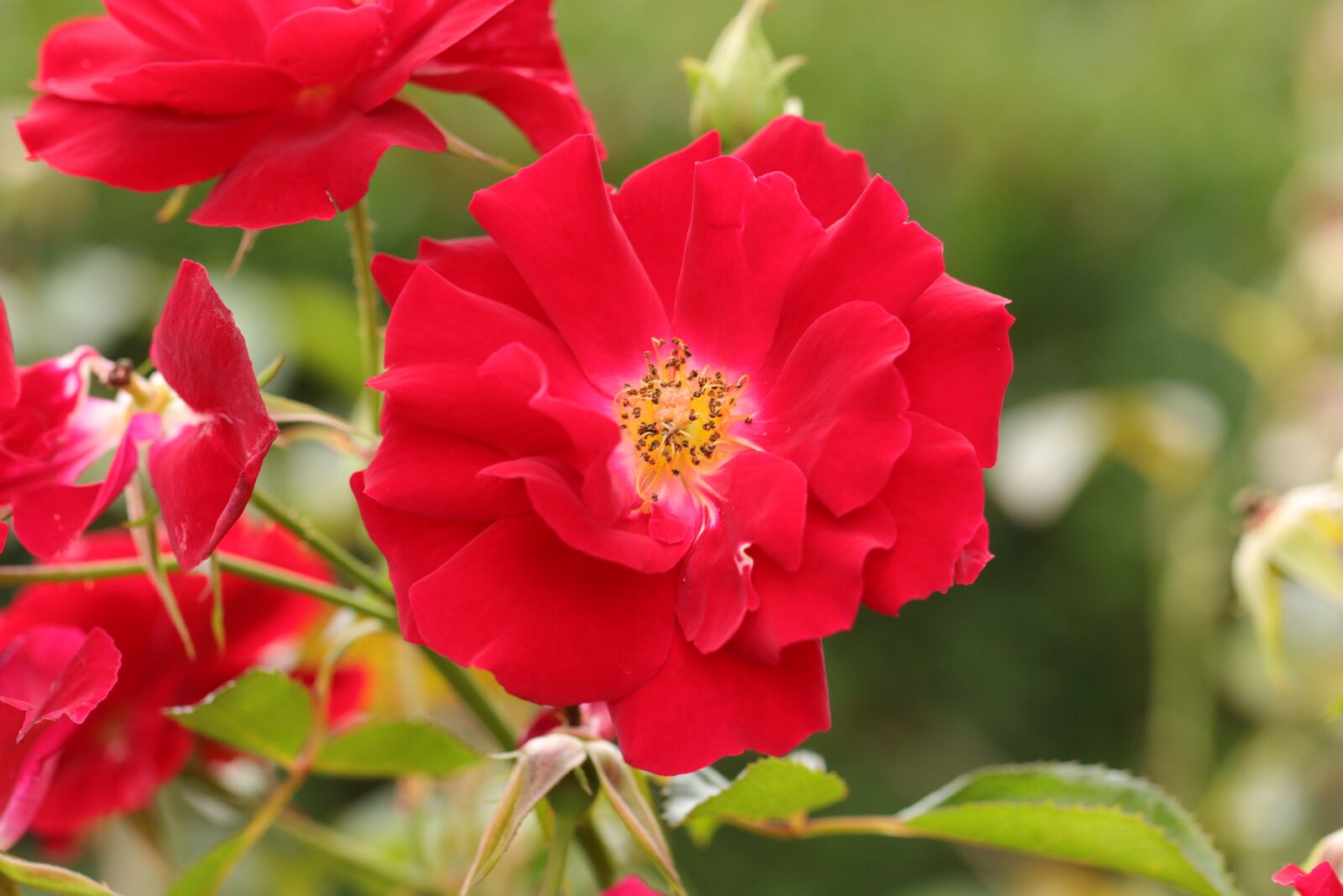 Canon EOS 80D sample photo. Rose, flower, plant photography