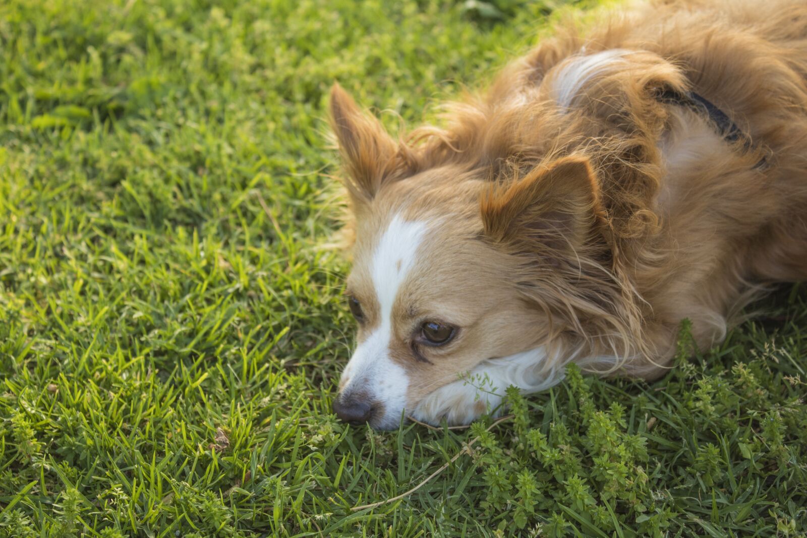 Canon EOS 1300D (EOS Rebel T6 / EOS Kiss X80) sample photo. Dog, sad, pensive photography