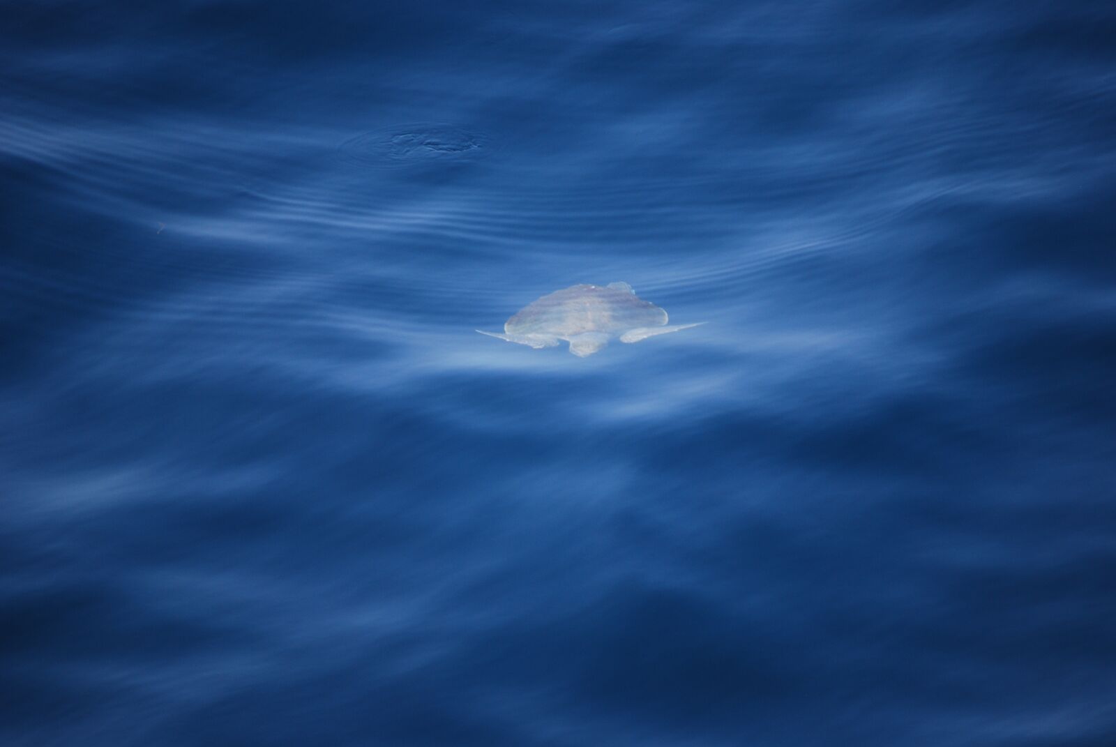 Nikon D40X sample photo. Turtle, sea, underwater photography