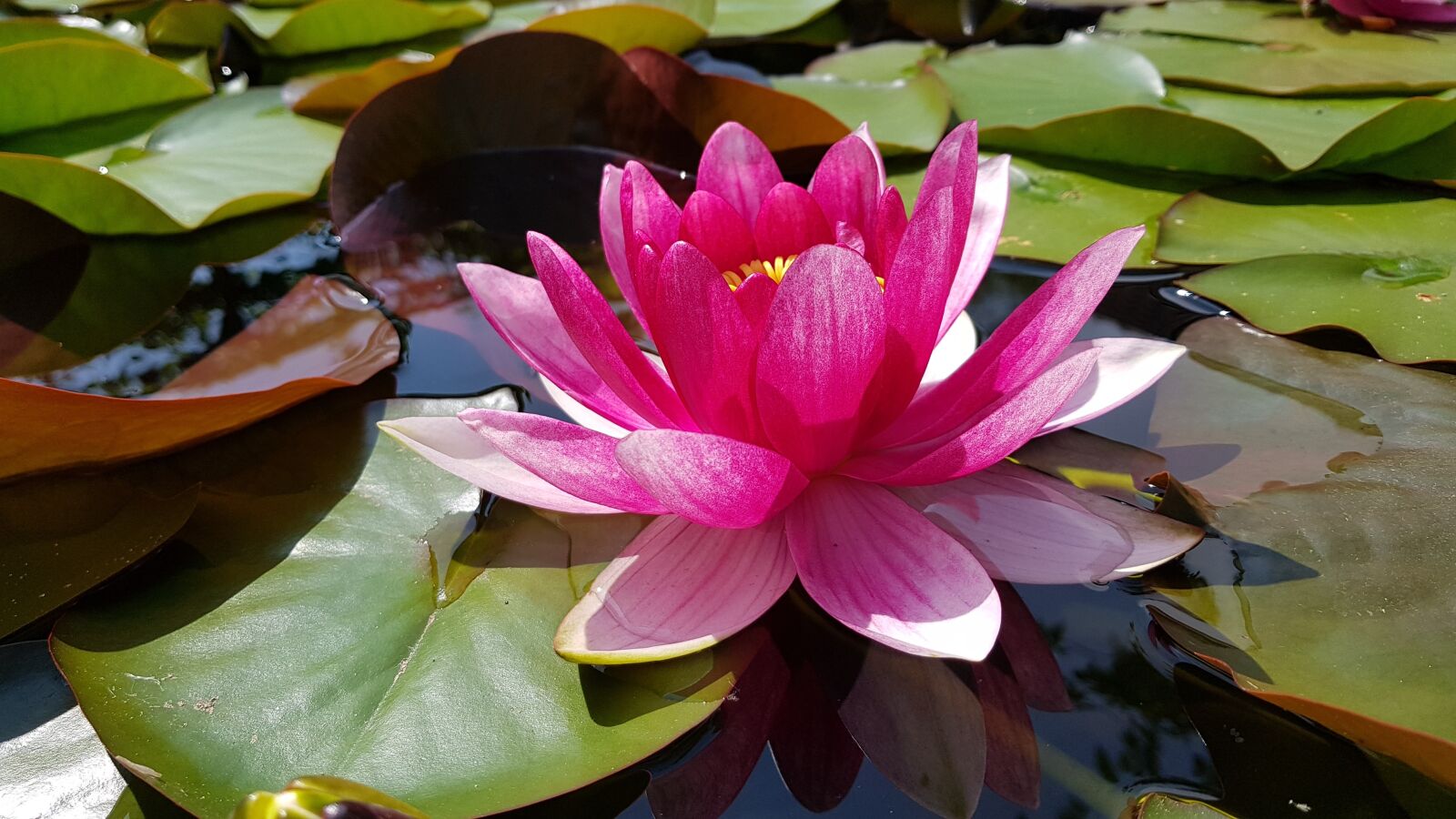 Samsung Galaxy S8+ sample photo. Water lily, pond, pink photography