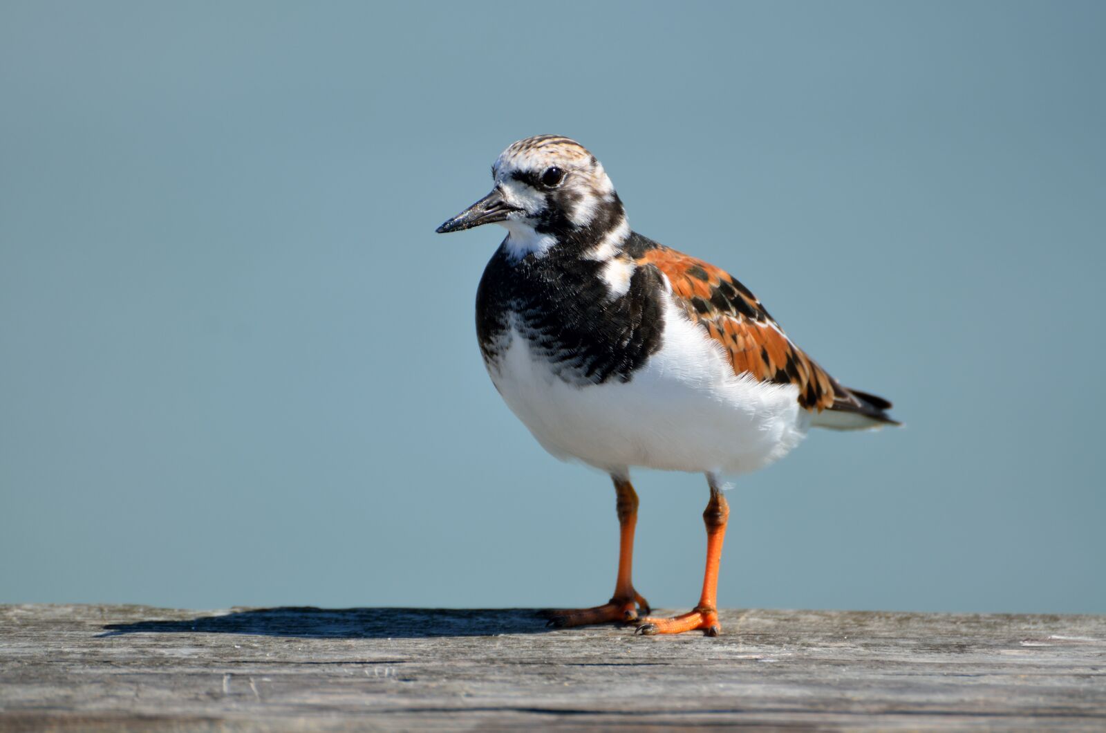 Nikon D7000 sample photo. Ruddy, turnstone, water photography