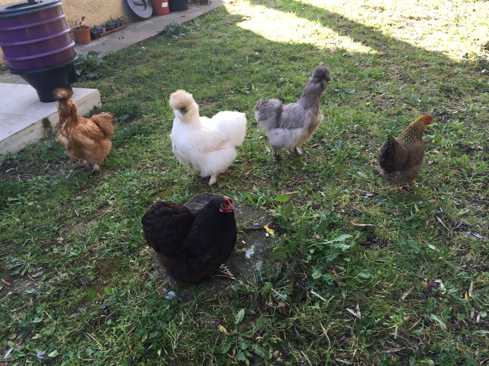 iPhone 6 Plus back camera 4.15mm f/2.2 sample photo. Poules, de, luxe photography
