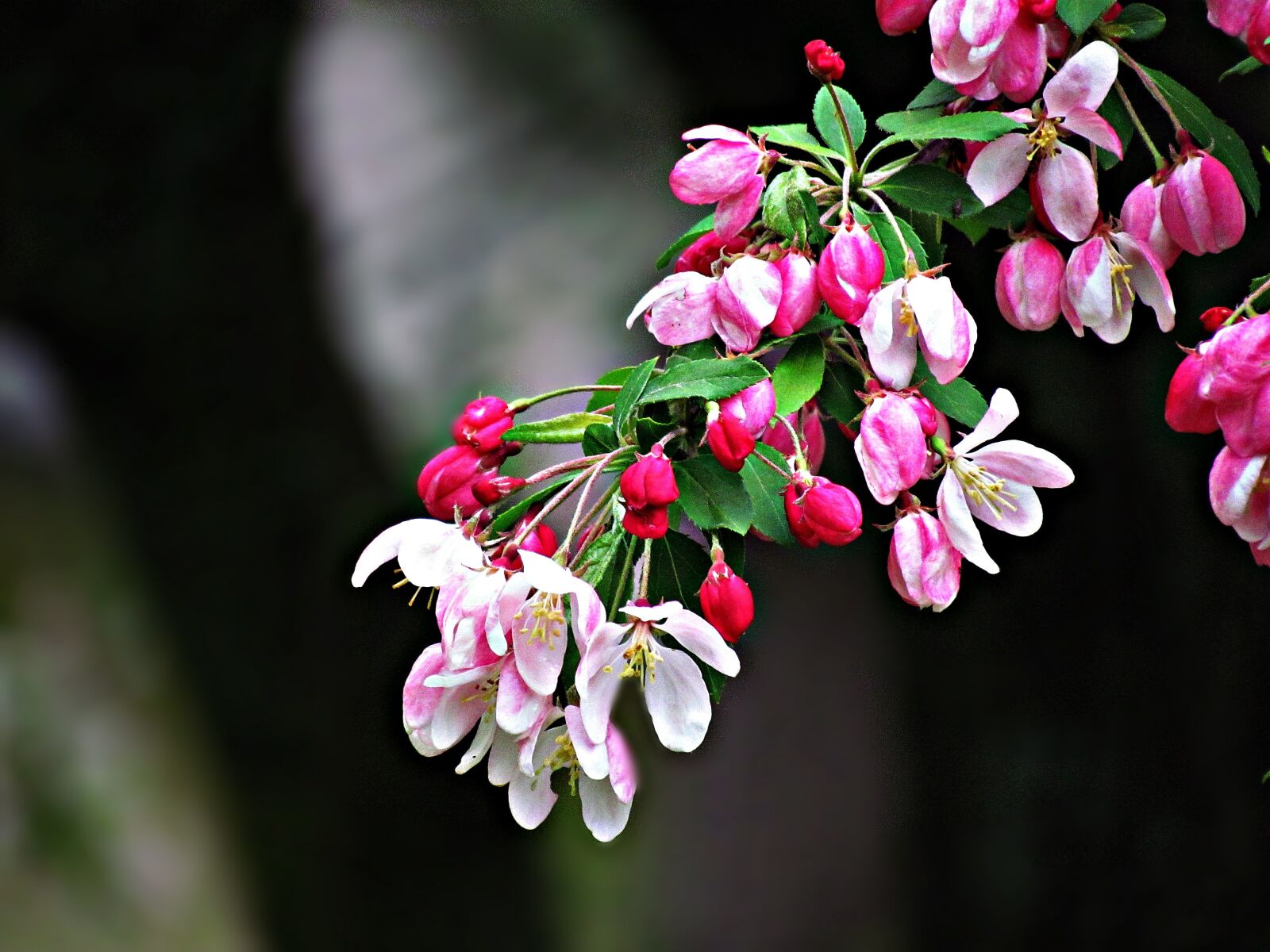 Canon PowerShot SX30 IS sample photo. Flower, spring, it's time photography
