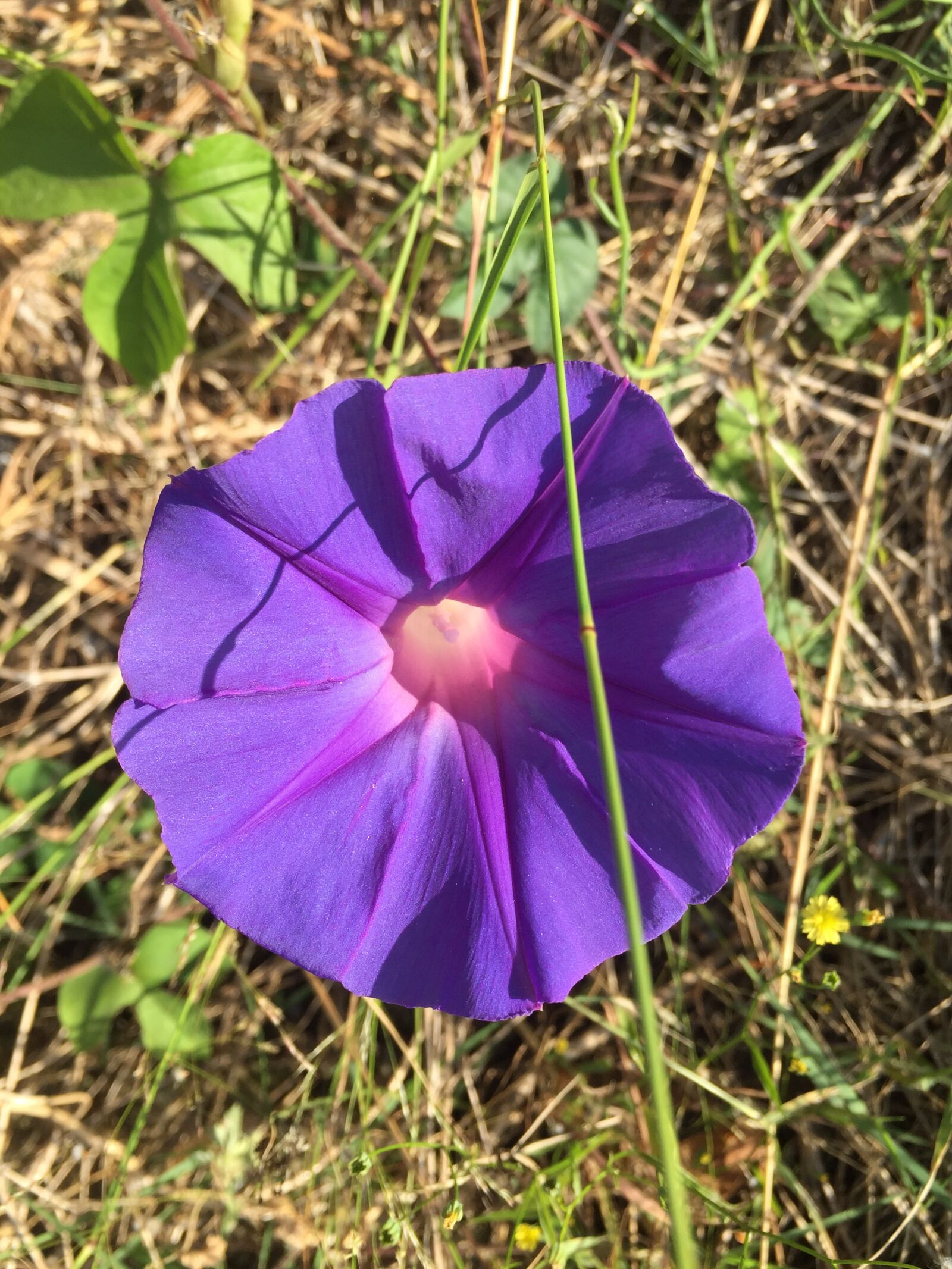 iPhone 6 back camera 4.15mm f/2.2 sample photo. Flower, primavera, violet photography