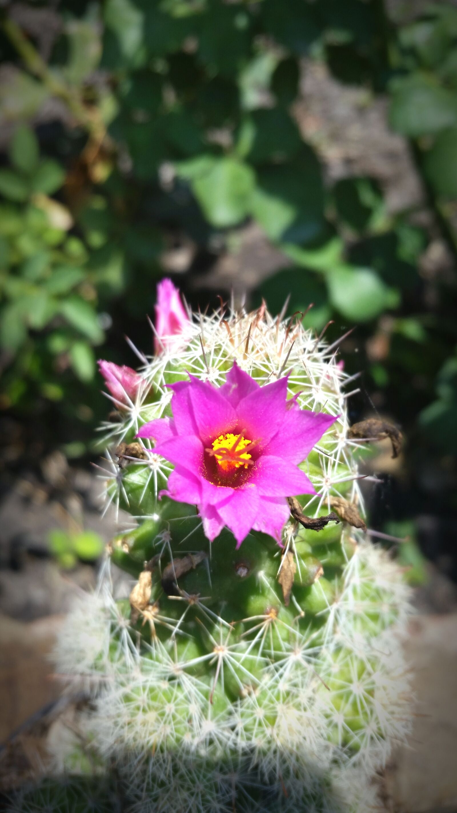 Samsung Galaxy S5 sample photo. Cactus, flower, desert photography