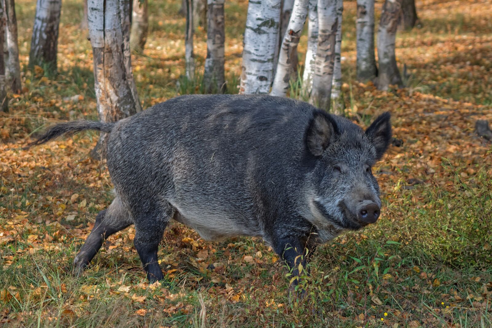 Canon EOS 500D (EOS Rebel T1i / EOS Kiss X3) sample photo. Nature, forest, pig photography