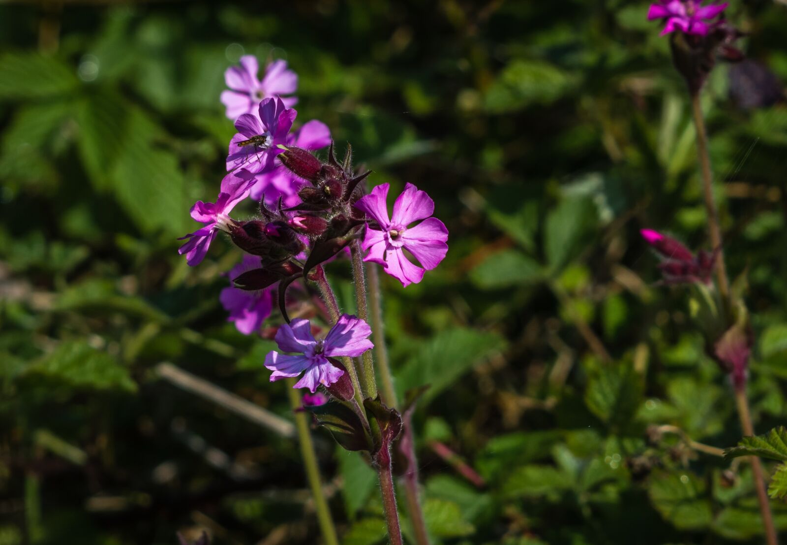 Nikon D7200 sample photo. Flower, wild, wild flowers photography