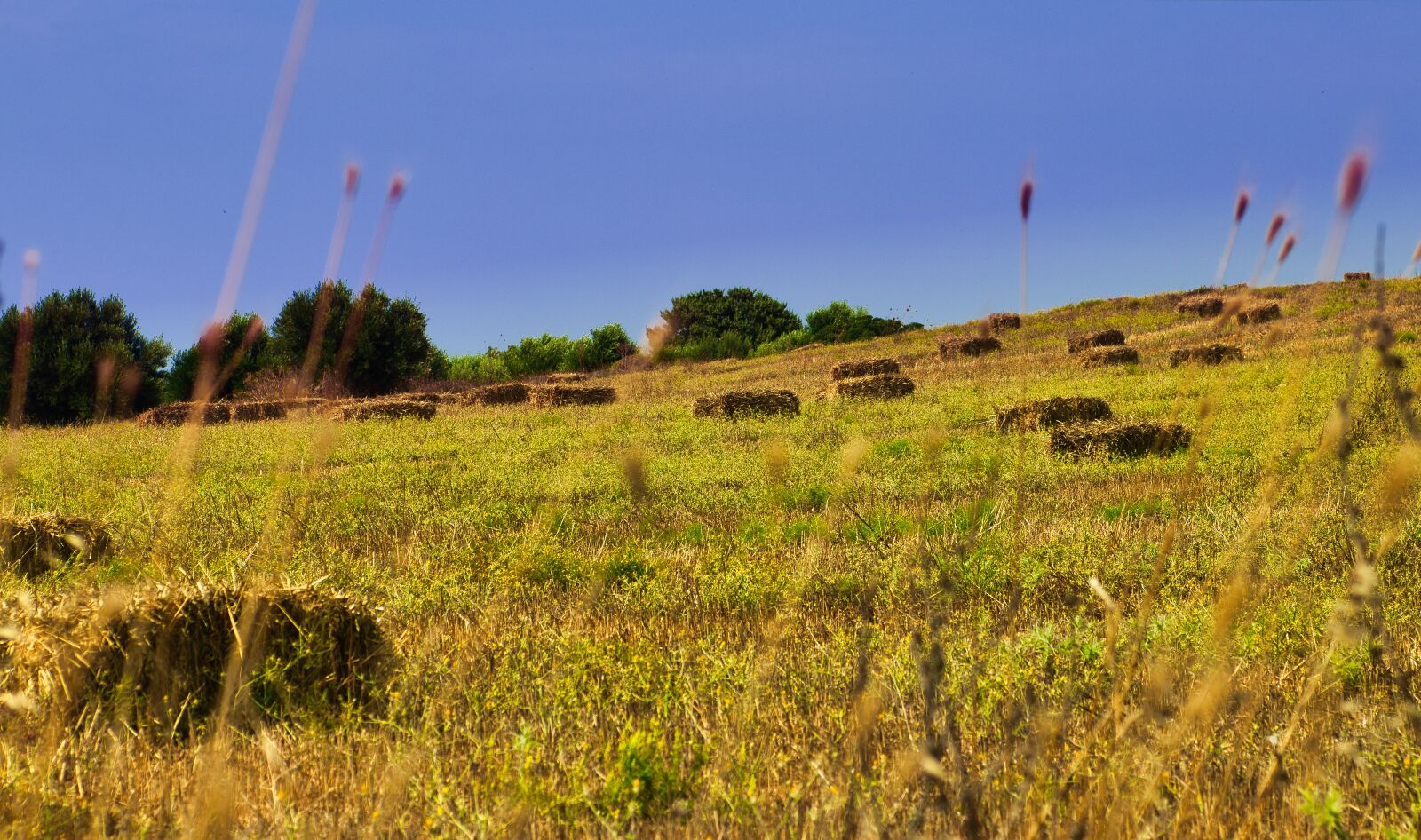Canon EOS 80D sample photo. Hay bales, pasture, landscape photography