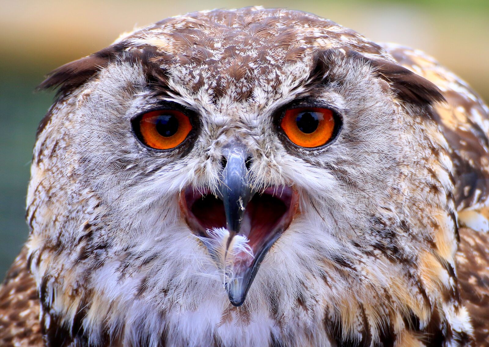 Canon EOS 70D sample photo. Owl, bill, feather photography