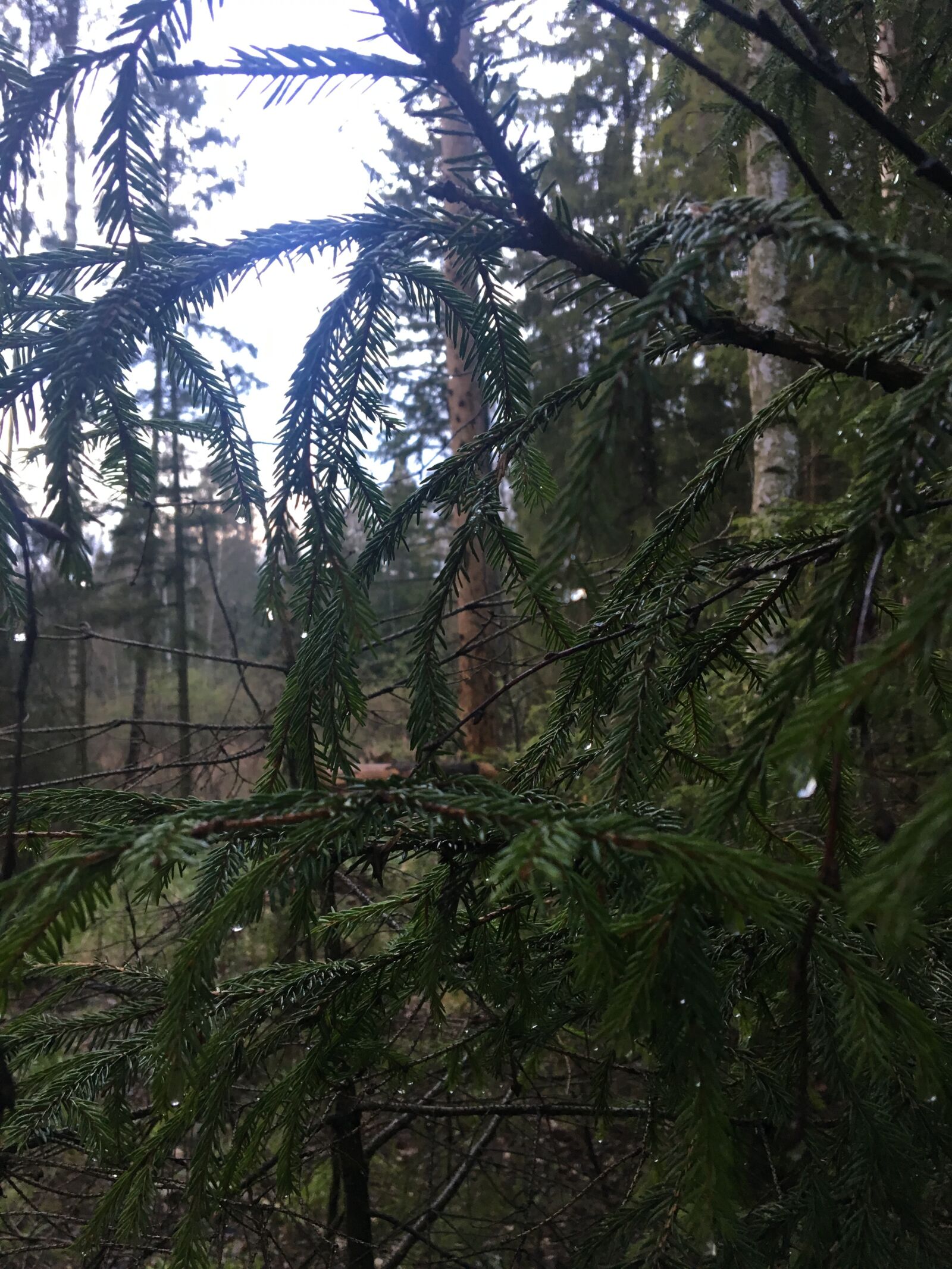 Apple iPhone 6s sample photo. Les, kaply, may photography
