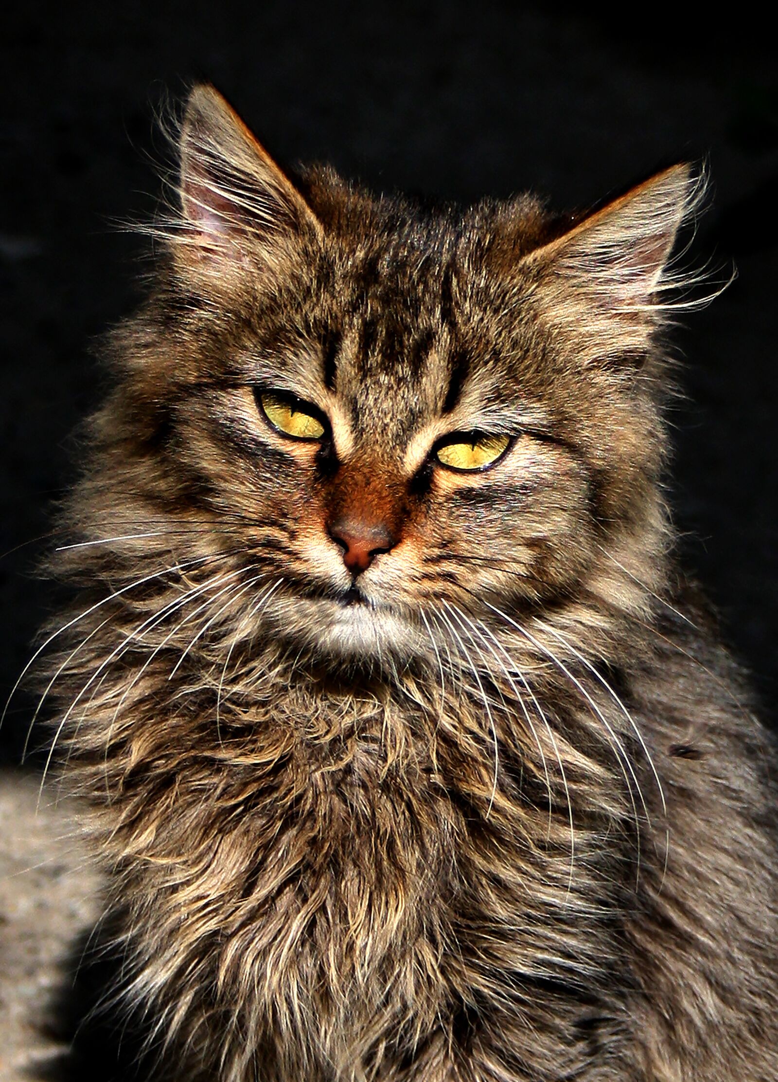 Canon EOS 1000D (EOS Digital Rebel XS / EOS Kiss F) sample photo. Cute, animals, cat photography