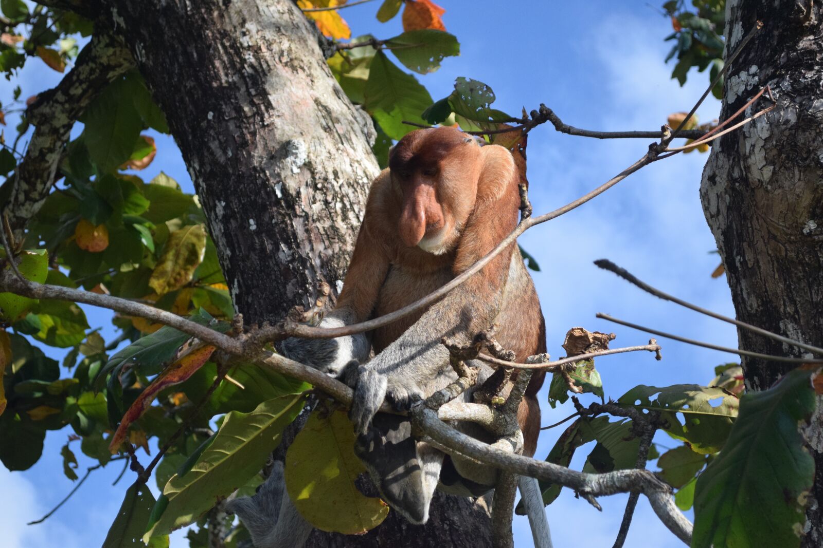 Nikon D5300 sample photo. Borneo, monkey, proboscis, monkey photography
